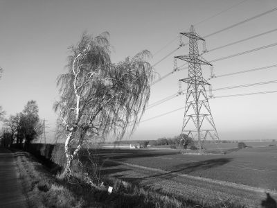 Black and white image of a tall tree with an electricity pylon in the background